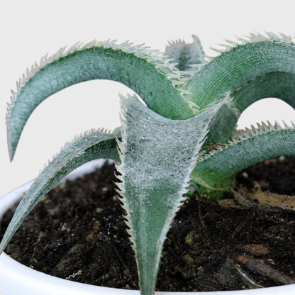 Dyckia marnier-lapostollei | Rare Silver Dyckia Bromeliad