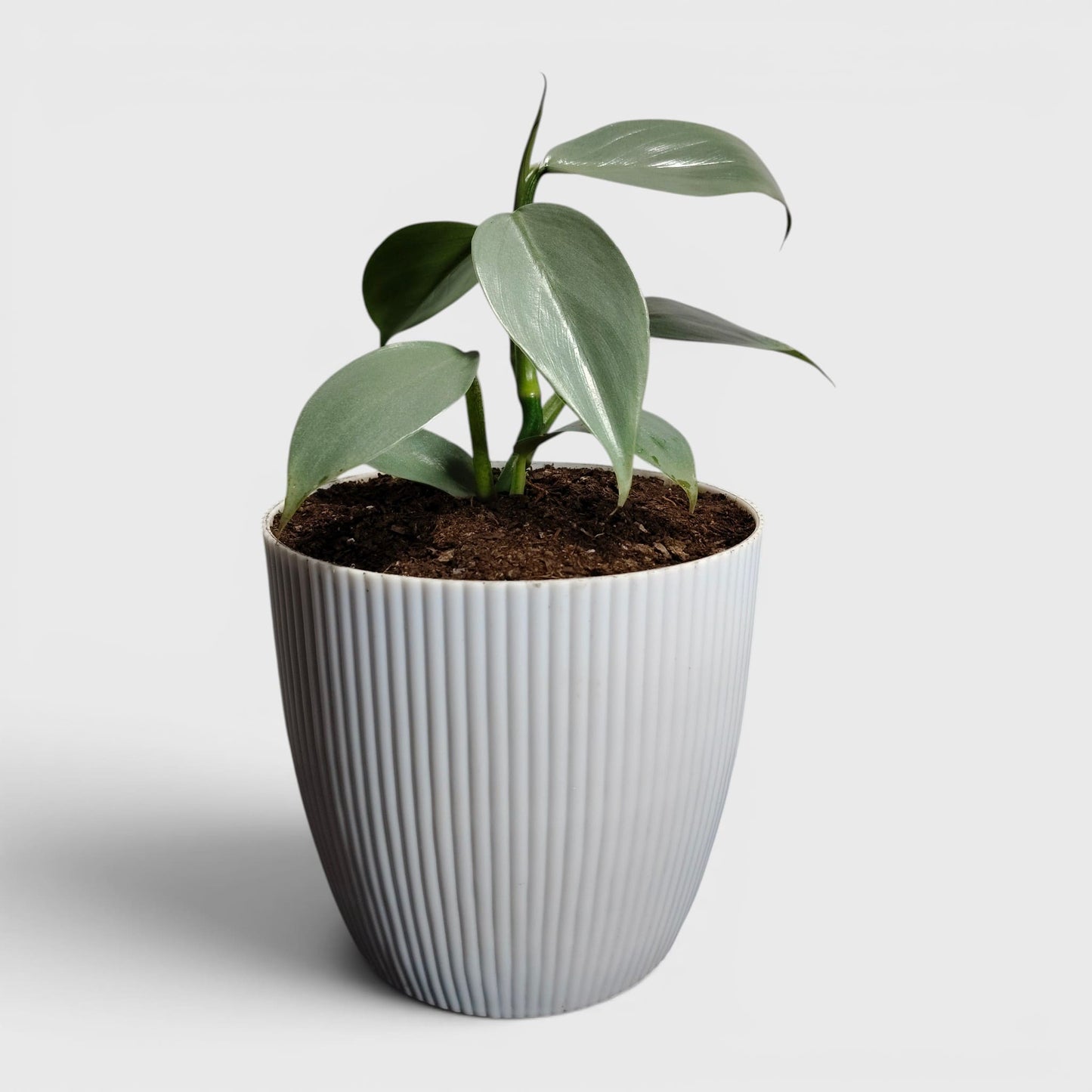 Philodendron Silver Sword – Rare Metallic Plant (15–20 cm)