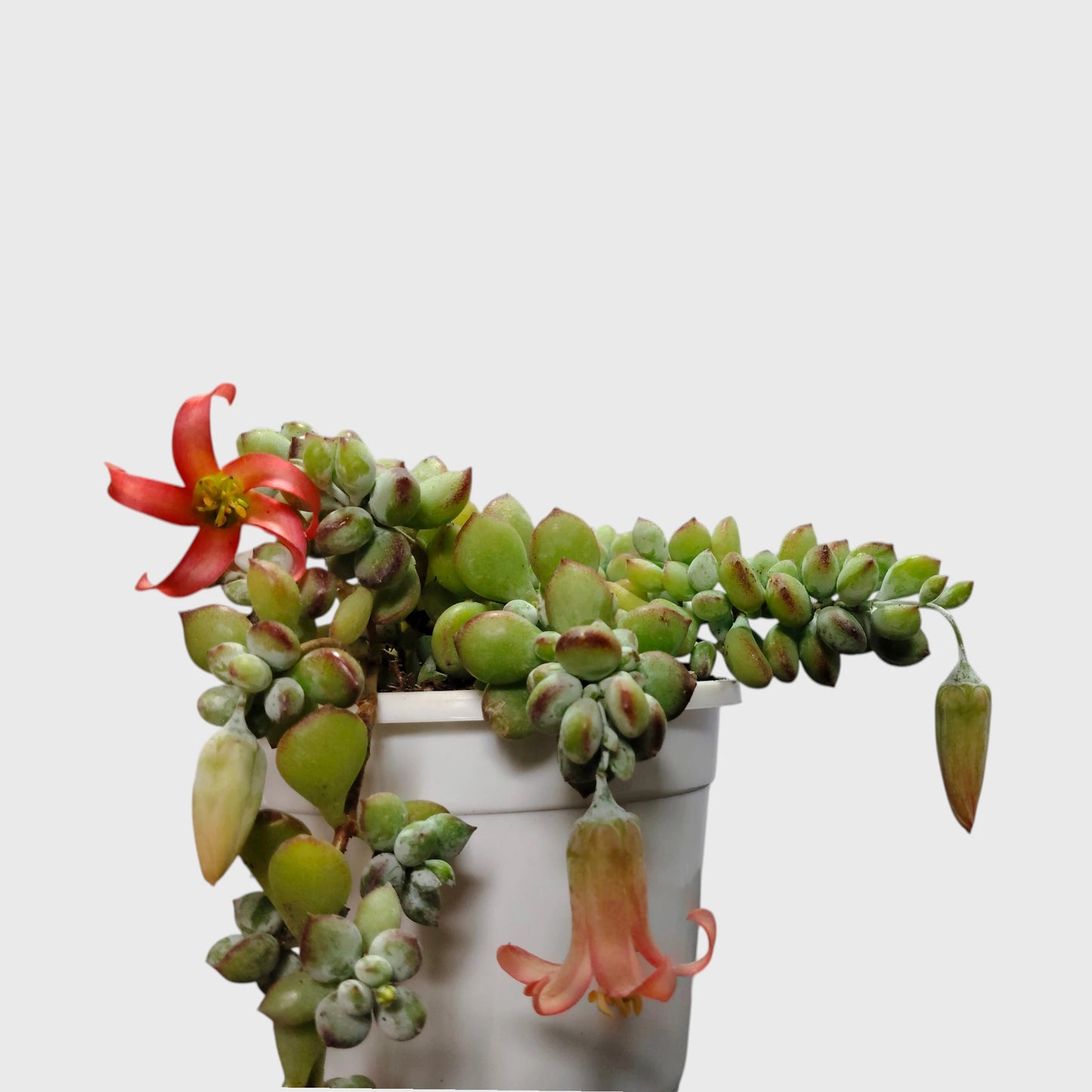 Cliff Cotyledon (Cotyledon Pendens) – Rare Trailing Succulent | Hanging Indoor Plant | Bare Rooted