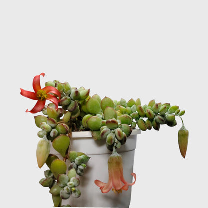 Cliff Cotyledon (Cotyledon Pendens) – Rare Trailing Succulent | Hanging Indoor Plant | Bare Rooted