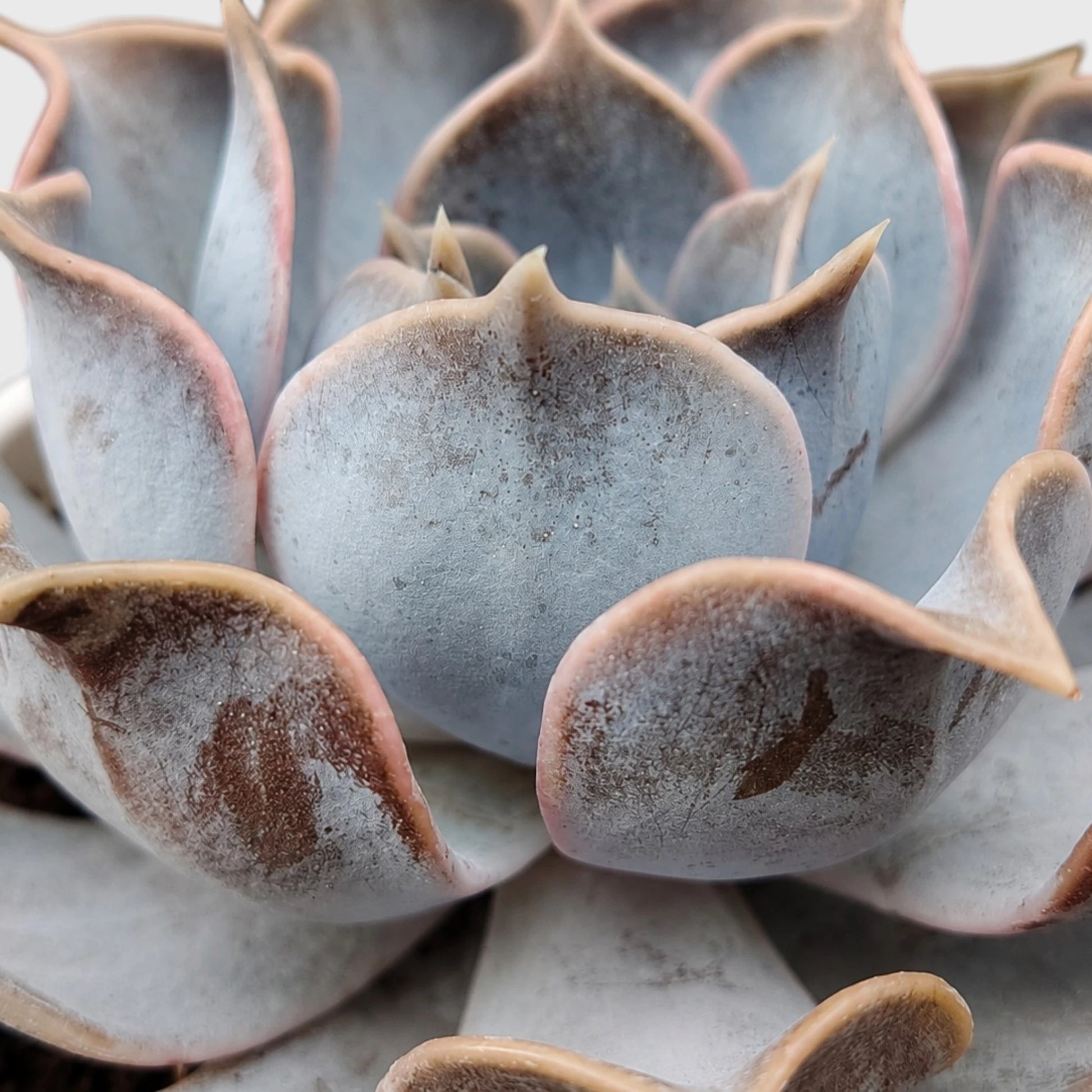 Echeveria Lilacina – Ghost Echeveria Succulent | Premium Silver Rosette Plant