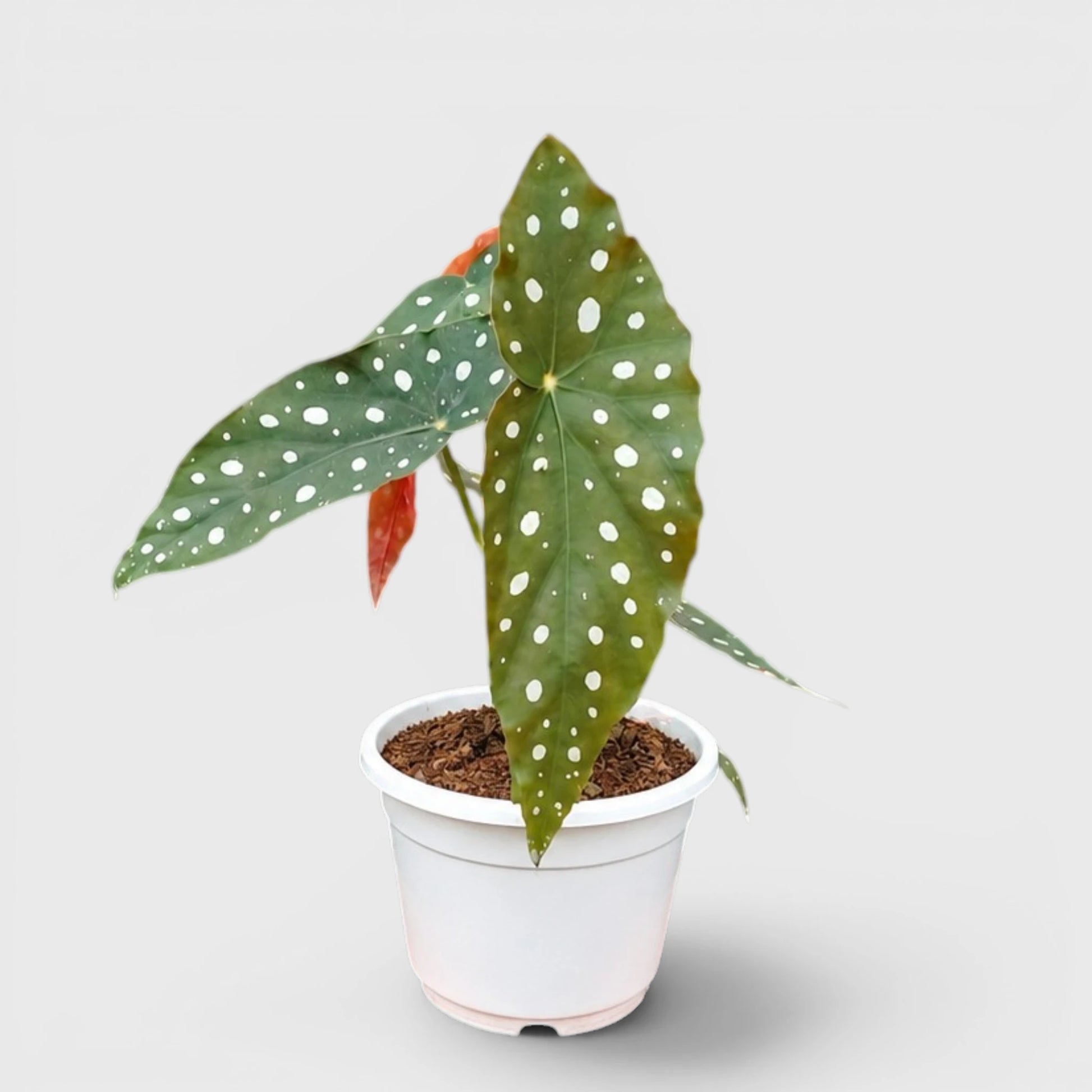 Begonia Maculata (Polka Dot Begonia) | Mature Indoor Plant
