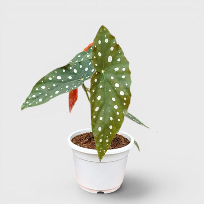 Begonia Maculata (Polka Dot Begonia) | Mature Indoor Plant