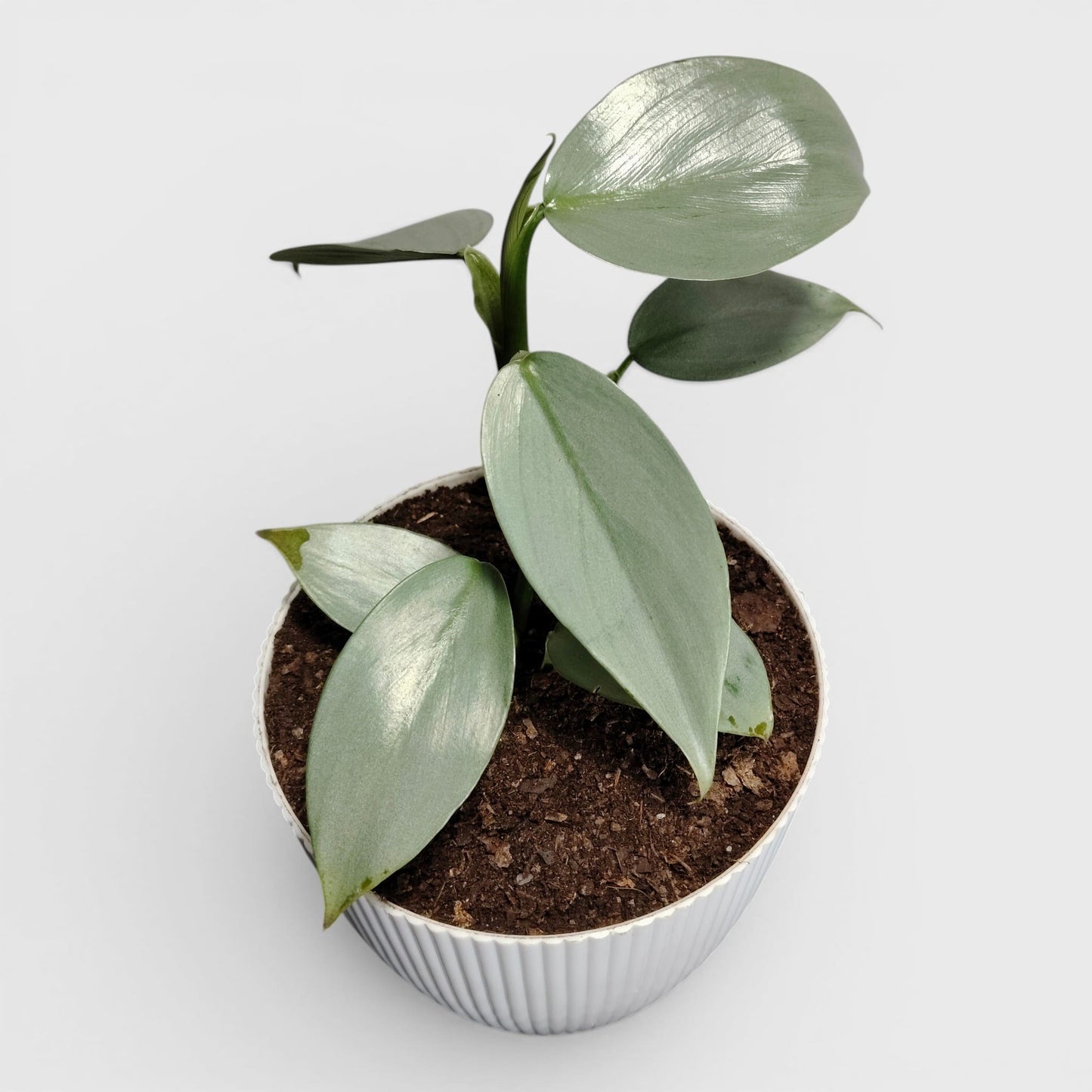 Philodendron Silver Sword – Rare Metallic Plant (15–20 cm)
