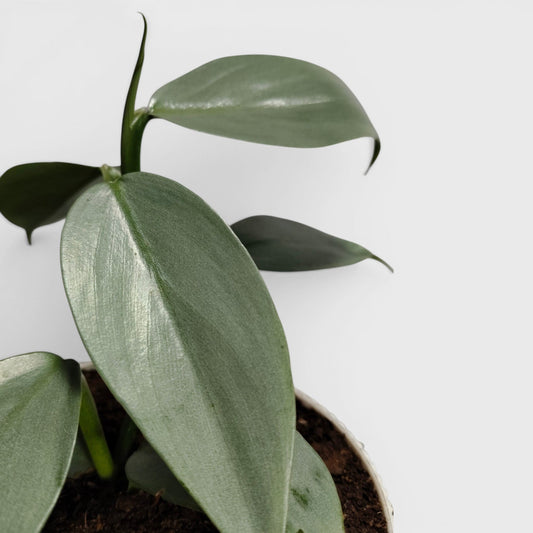 Philodendron Silver Sword – Rare Metallic Plant (15–20 cm)