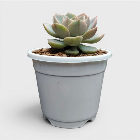 Graptoveria Titubans: Enhance Your Space with the Perfect Succulent for Home, Office, and Garden – Bare-Rooted