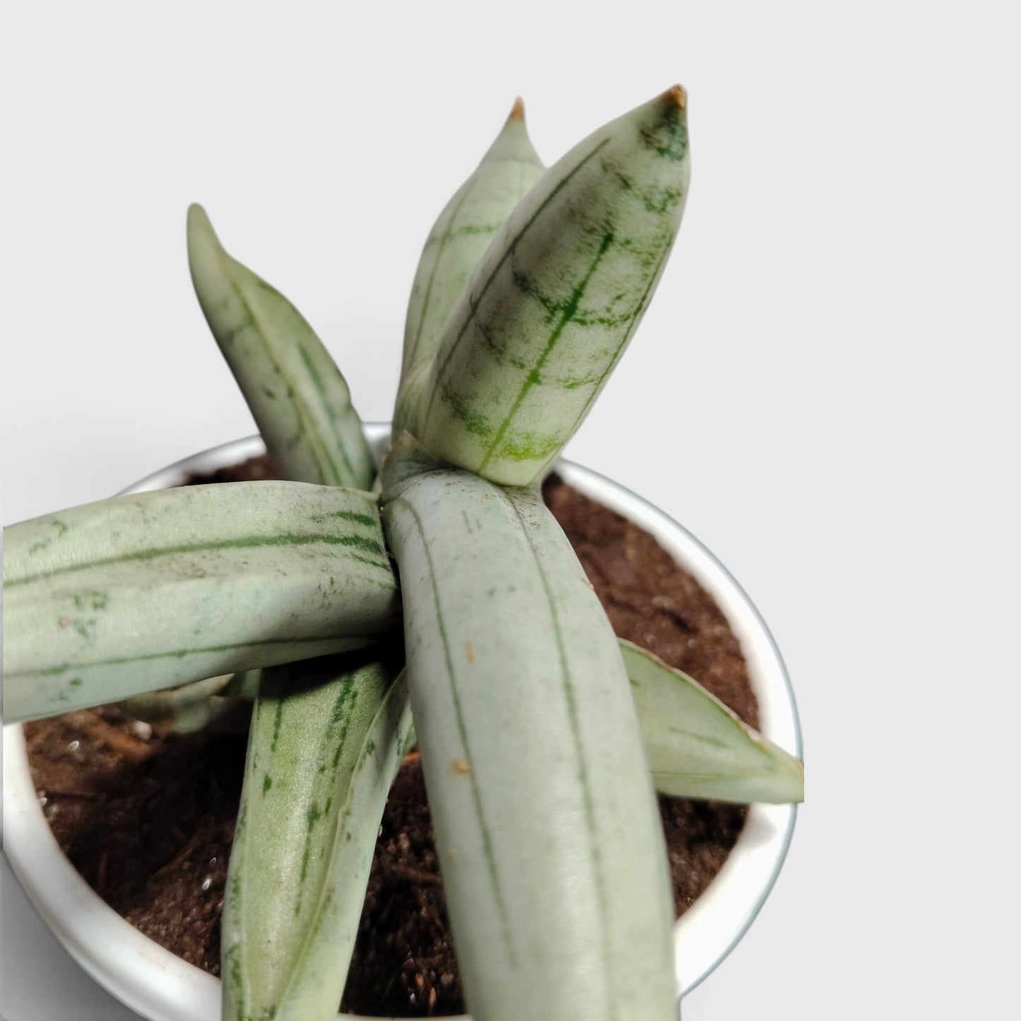 Sansevieria ‘Ice Man’ – Compact Air Purifying Snake Plant | Bare Rooted