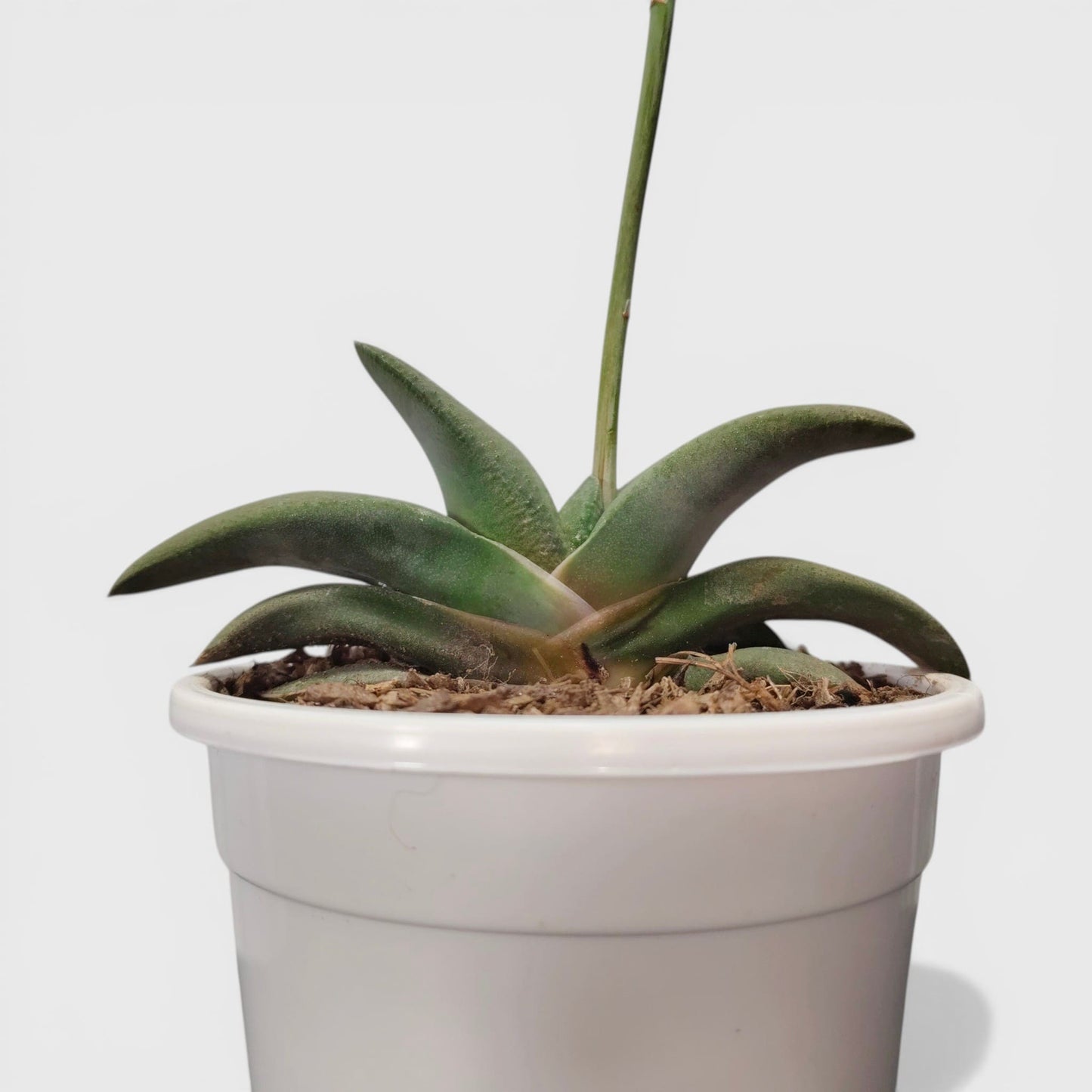 Gasteria Glomerata (Ox Tongue) – Rare Compact Succulent | Low Maintenance Indoor Plant | Bare Rooted