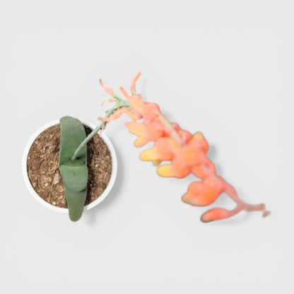 Gasteria Glomerata (Ox Tongue) – Rare Compact Succulent | Low Maintenance Indoor Plant | Bare Rooted
