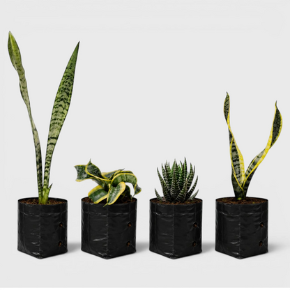 Rare Air Purifying Indoor Plants Collection | 4 Well Rooted House Plants