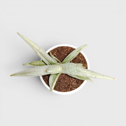 Sansevieria ‘Ice Man’ – Compact Air Purifying Snake Plant | Bare Rooted