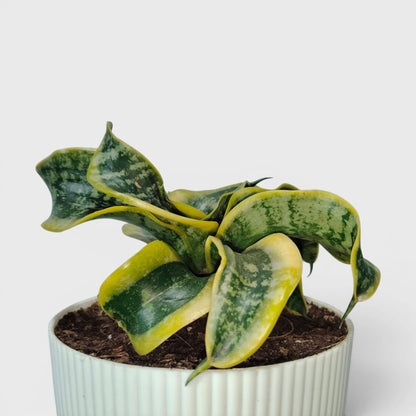 Sansevieria Twister (Tsunami Snake Plant) – Air Purifying Indoor Plant | Bare Rooted