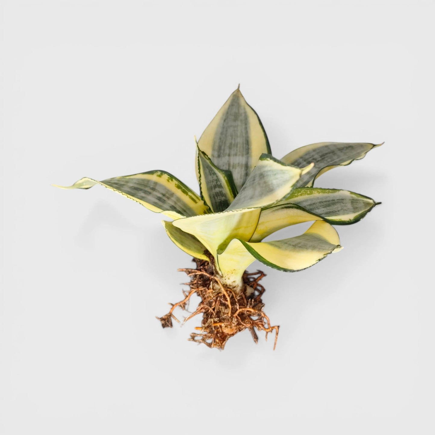 Small decorative snake plant for desk