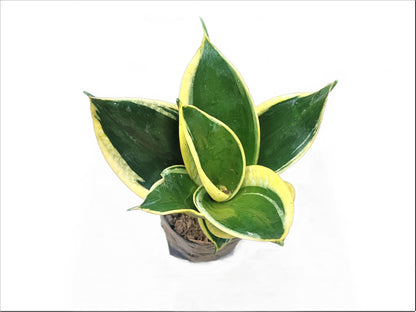 Snake Plant Variegated (Sansevieria Trifasciata 'Golden Hahnii'): Buy Elegance and Air - Purifying Beauty at Frek - My Store