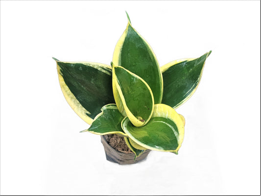 Snake Plant Variegated (Sansevieria Trifasciata 'Golden Hahnii'): Buy Elegance and Air - Purifying Beauty at Frek - My Store