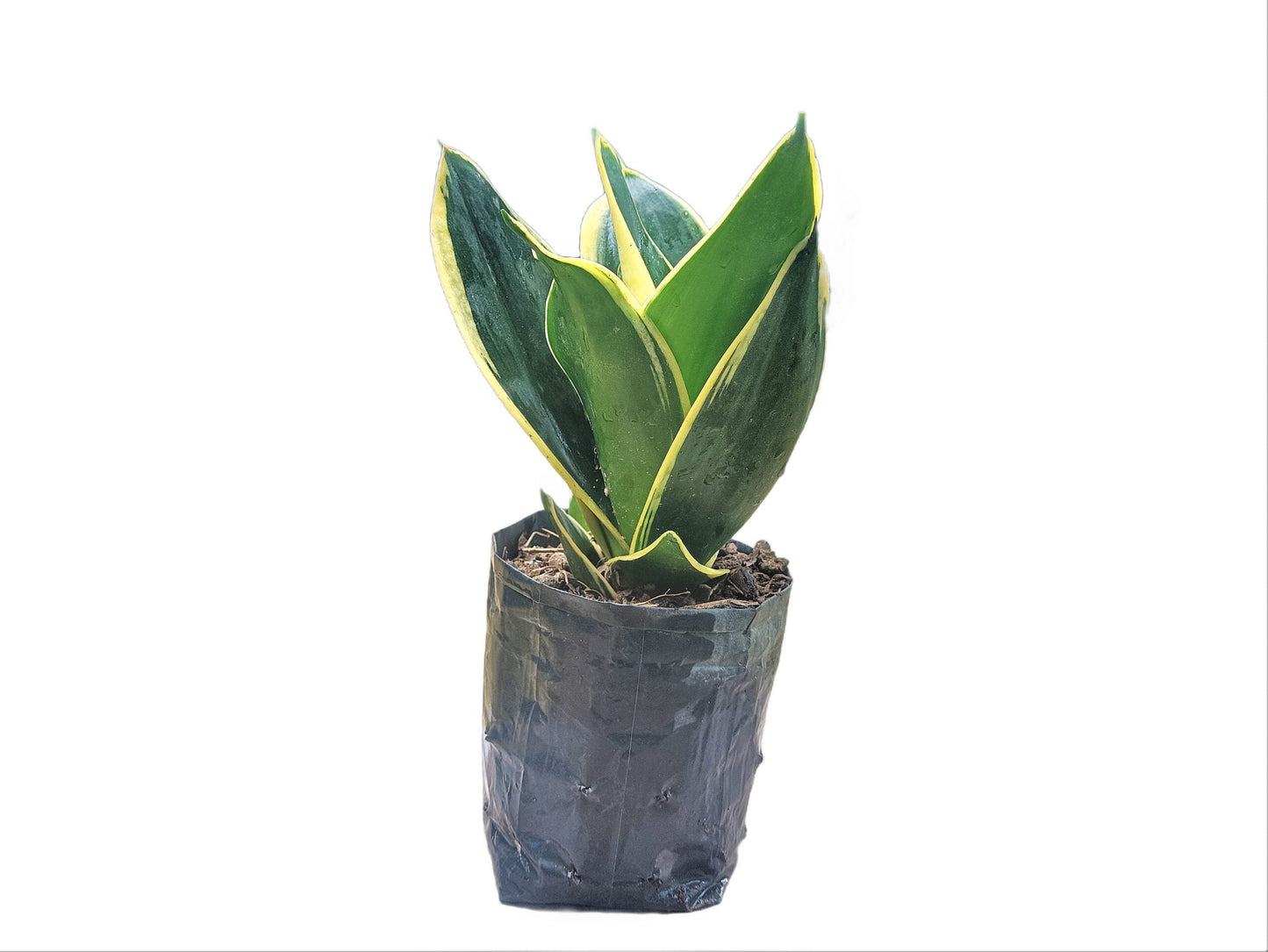 Snake Plant Variegated (Sansevieria Trifasciata 'Golden Hahnii'): Buy Elegance and Air - Purifying Beauty at Frek - My Store