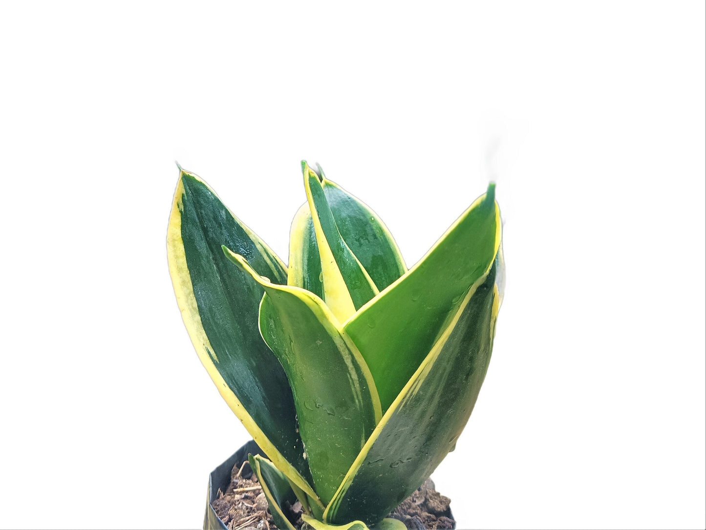 Snake Plant Variegated (Sansevieria Trifasciata 'Golden Hahnii'): Buy Elegance and Air - Purifying Beauty at Frek - My Store