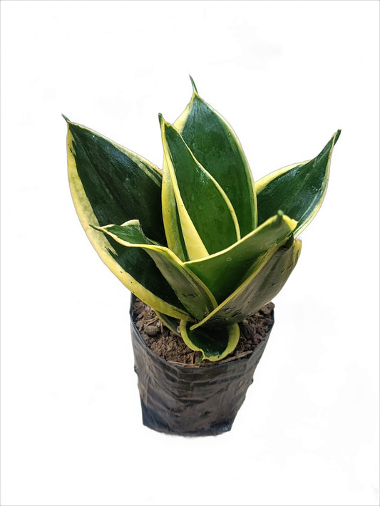 Snake Plant Variegated (Sansevieria Trifasciata 'Golden Hahnii'): Buy Elegance and Air - Purifying Beauty at Frek - My Store