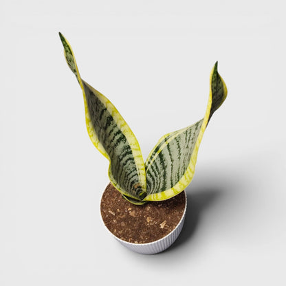Snake plant with yellow edged leaves