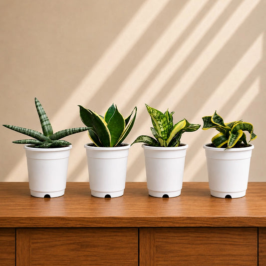 Snake Plants combo with four unique Sansevieria varieties