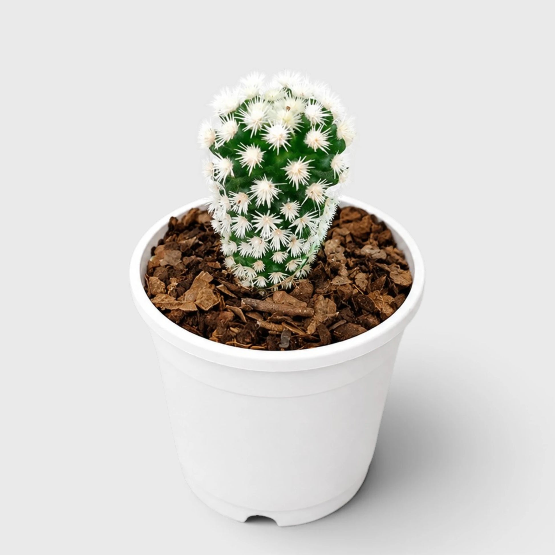 Arizona Snowcap Cactus (Mammillaria vetula ssp. gracilis cv. Arizona Snowcap) | Rare Cluster Cactus