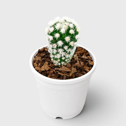 Arizona Snowcap Cactus (Mammillaria vetula ssp. gracilis cv. Arizona Snowcap) | Rare Cluster Cactus