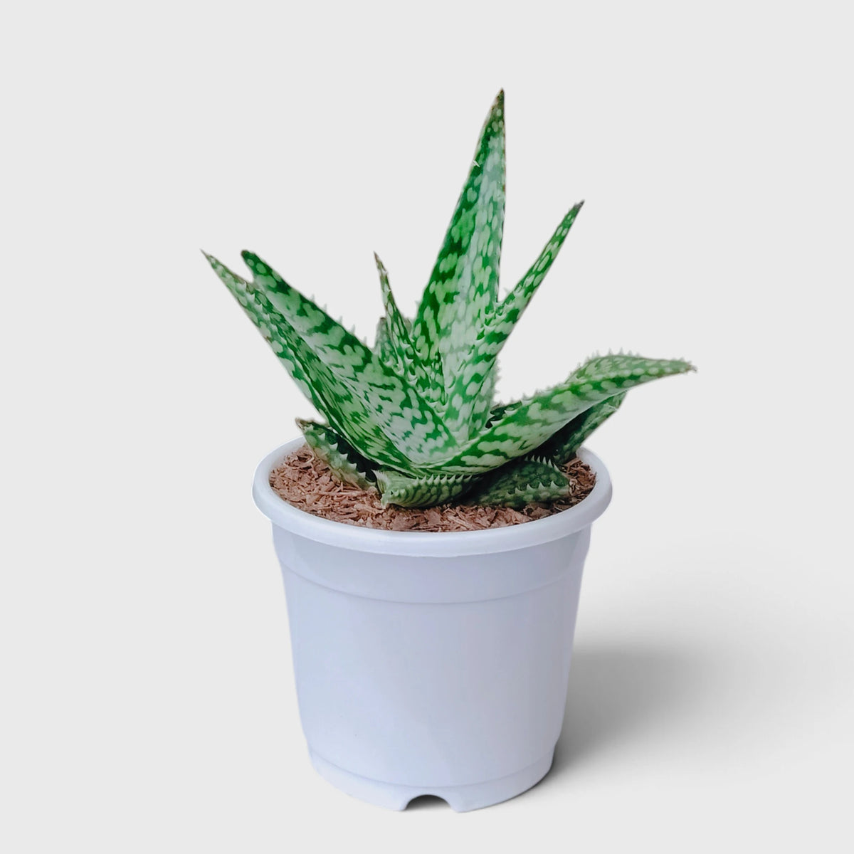 Snowflake Aloe plant online in India