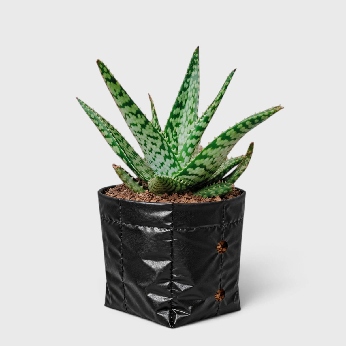 Snowflake Aloe succulent collection plant