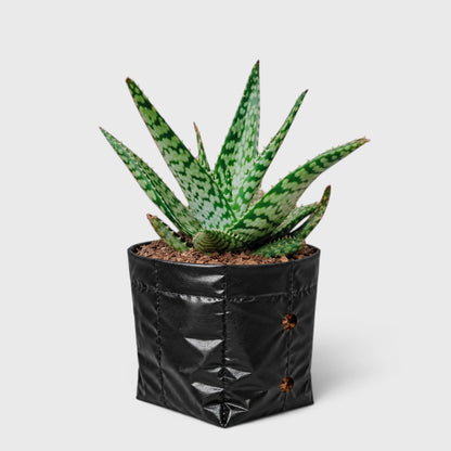 Snowflake Aloe succulent collection plant
