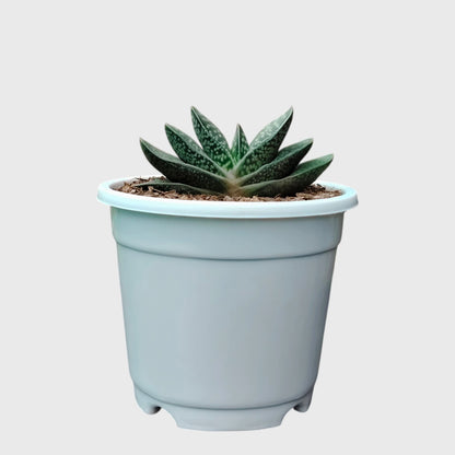 Gasteria Liliputana – Miniature Textured Succulent Indoor Plant