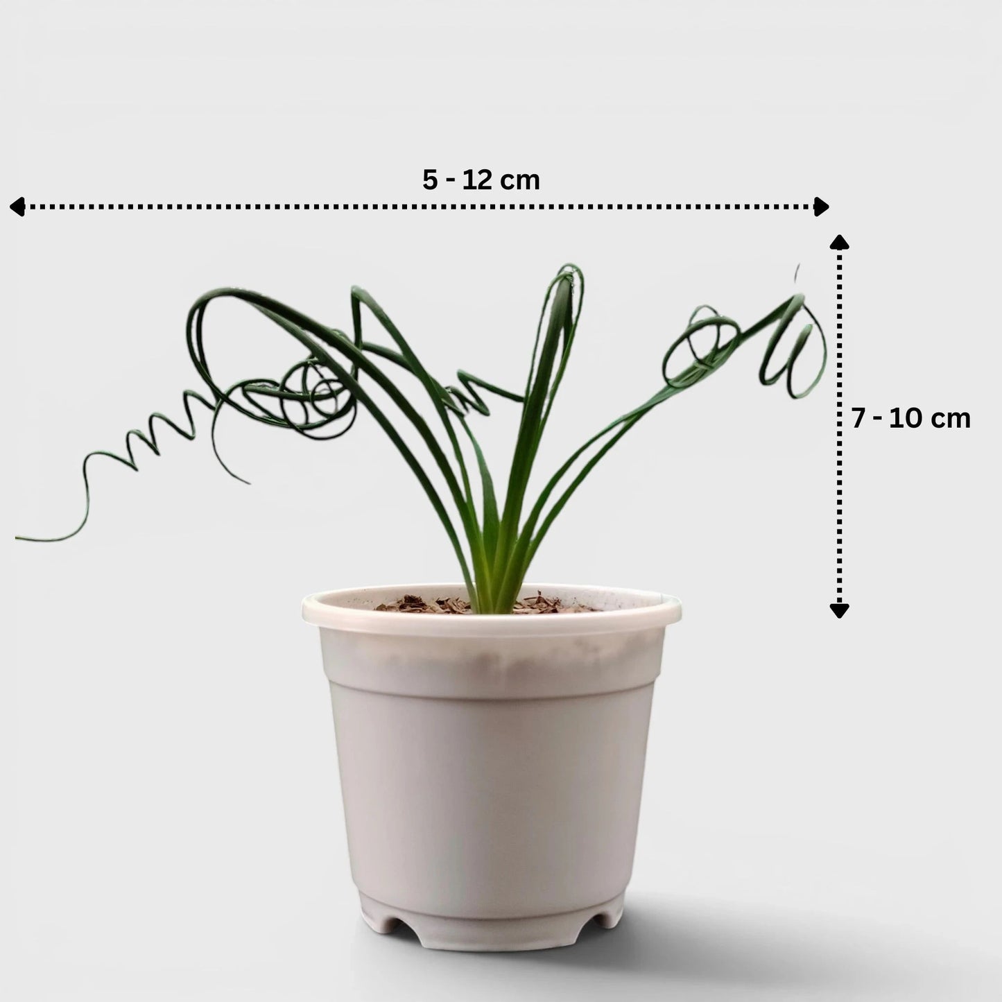 Albuca Spiralis Frizzle Sizzle-Exotic Rare Succulent Plant | Spiral Bulb Plant