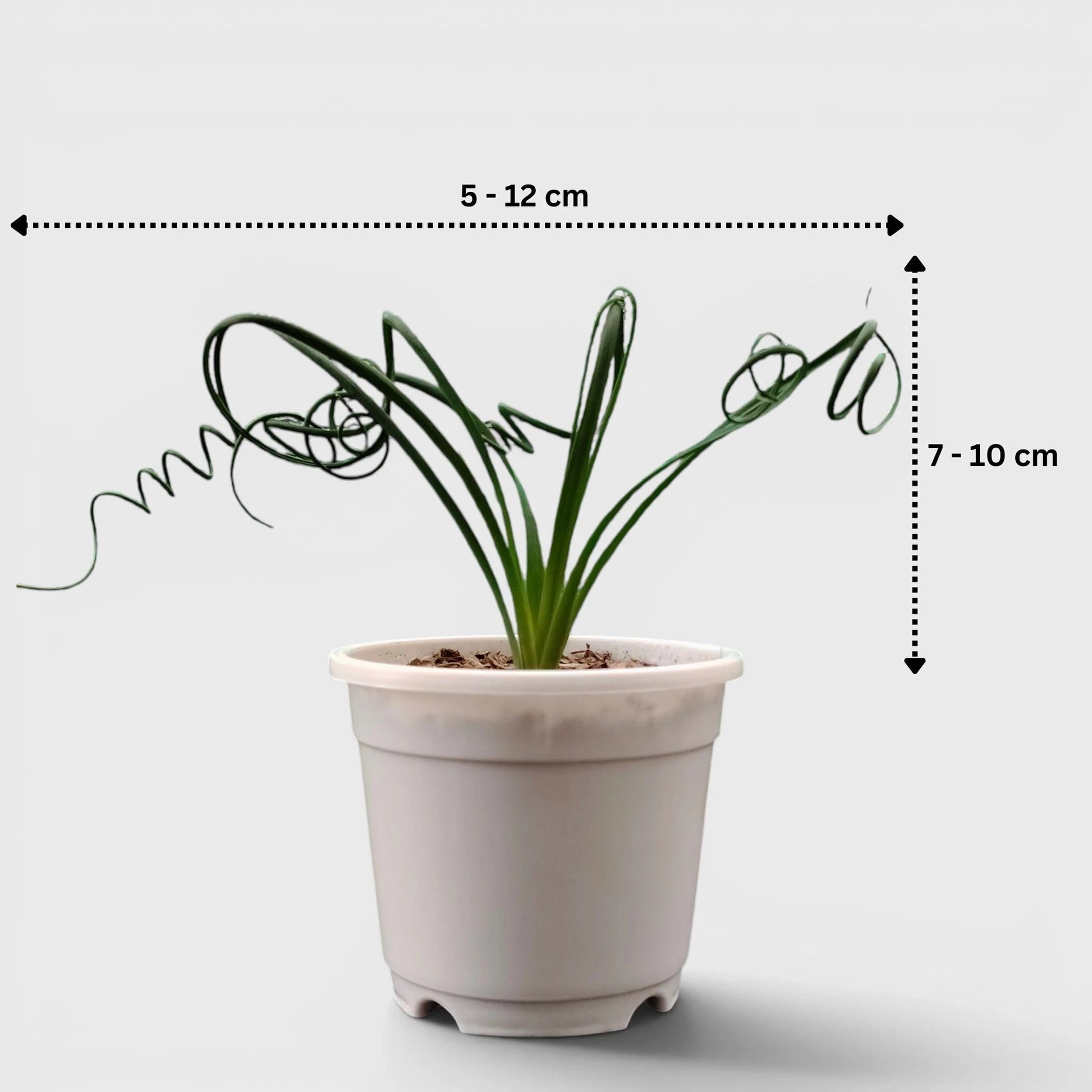 Albuca Spiralis Frizzle Sizzle-Exotic Rare Succulent Plant | Spiral Bulb Plant