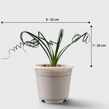 Albuca Spiralis Frizzle Sizzle-Exotic Rare Succulent Plant | Spiral Bulb Plant