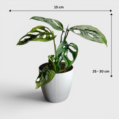 Monstera Deliciosa ‘Broken Heart’ – Rare Statement Foliage Plant