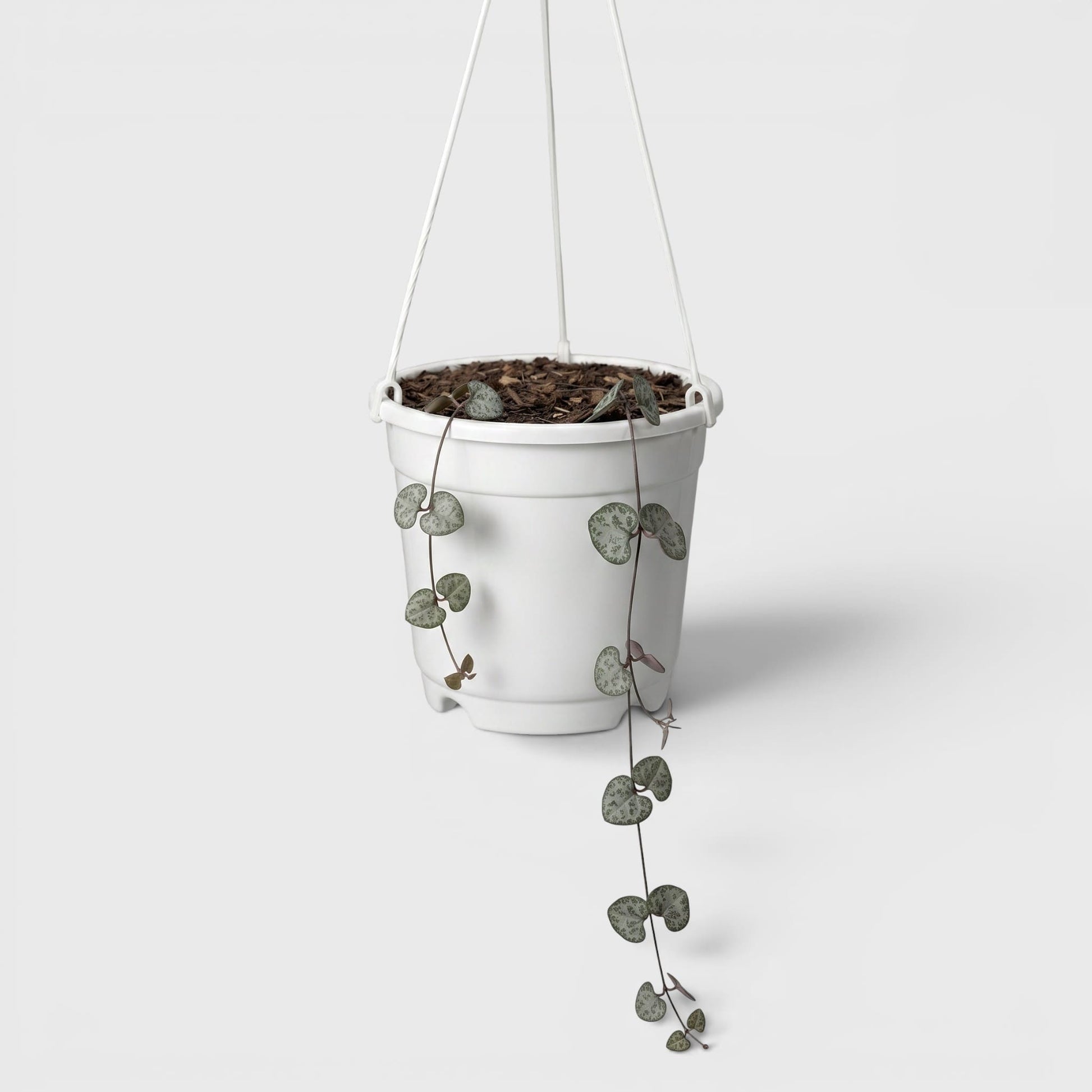 String of Hearts Non Variegated – Small Size Well Rooted Hanging Plant with Bulbs (1–2 Strings) | Home Decor Succulents | Bare Rooted