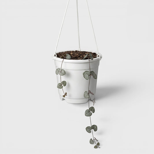 String of Hearts Non Variegated – Small Size Well Rooted Hanging Plant with Bulbs (1–2 Strings) | Home Decor Succulents | Bare Rooted