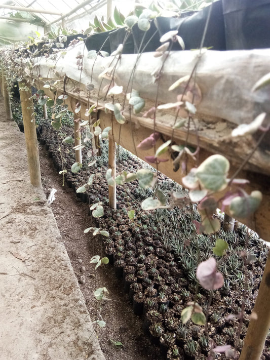 String of Hearts Variegated (Ceropegia woodii): Sale on Frek! - My Store