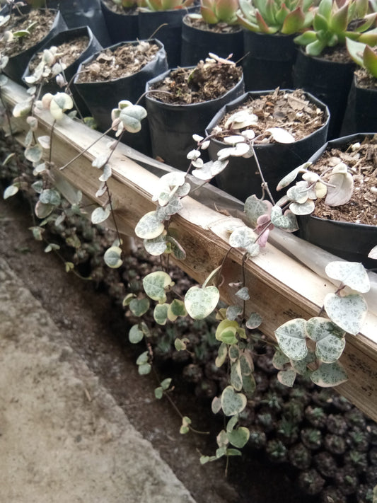 String of Hearts Variegated (Ceropegia woodii): Sale on Frek! - My Store