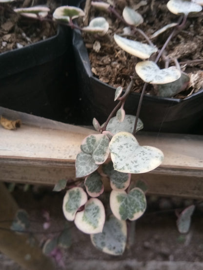 String of Hearts Variegated (Ceropegia woodii): Sale on Frek! - My Store