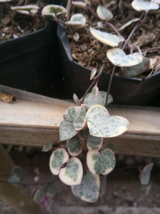 String of Hearts Variegated (Ceropegia woodii): Sale on Frek! - My Store
