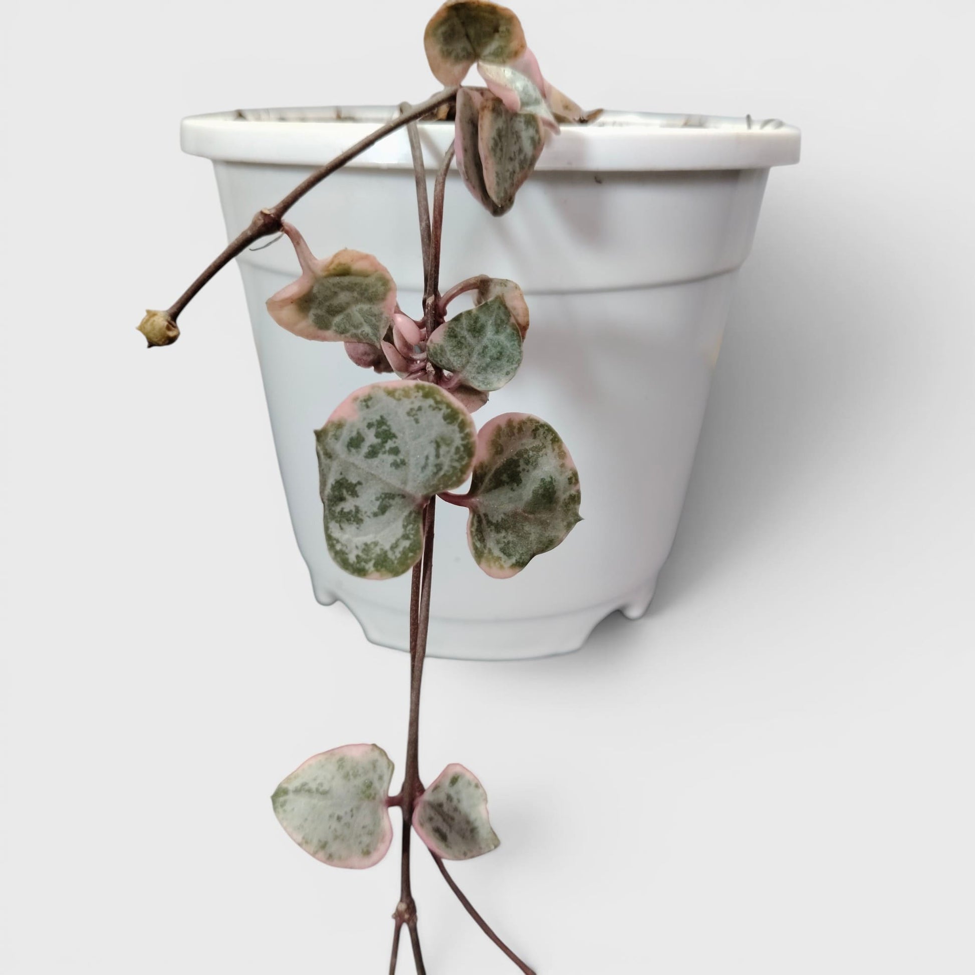 String of Hearts Variegated – Small Size Well Rooted Hanging Plant with Bulbs (1–2 Strings) | Perfect for Gifting | Bare Rooted