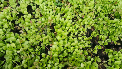 String of Nickels (Dischidia Nummularia) - Versatile Trailing Plant for Home, Office, and Garden Decor - My Store
