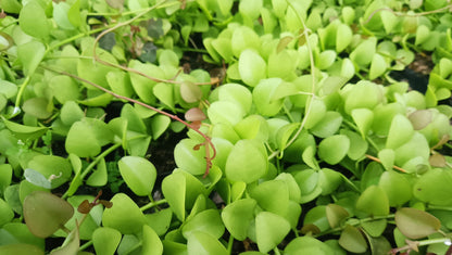 String of Nickels (Dischidia Nummularia) - Versatile Trailing Plant for Home, Office, and Garden Decor - My Store