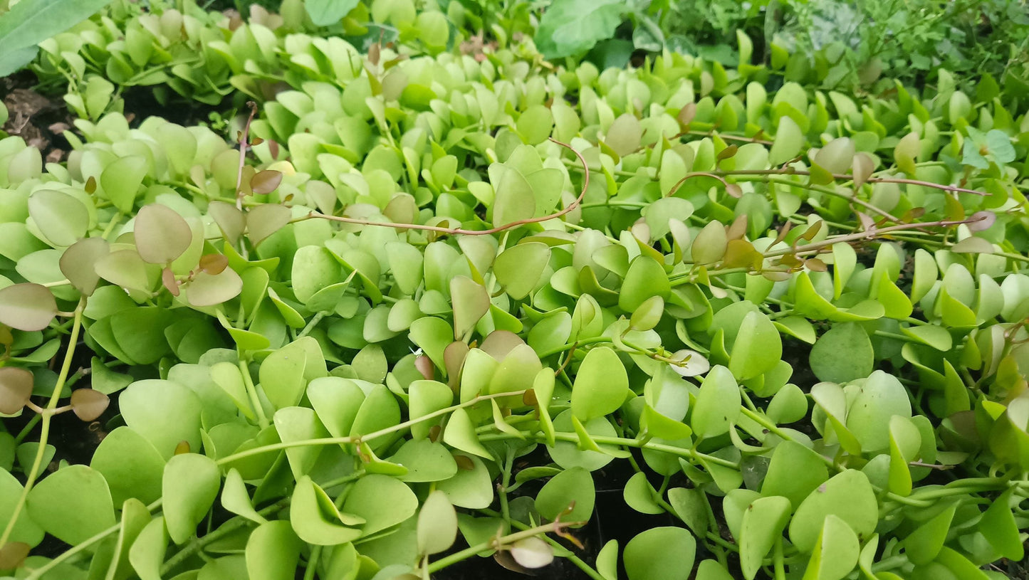 String of Nickels (Dischidia Nummularia) - Versatile Trailing Plant for Home, Office, and Garden Decor - My Store