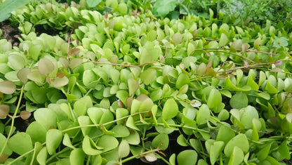 String of Nickels (Dischidia Nummularia) - Versatile Trailing Plant for Home, Office, and Garden Decor - My Store