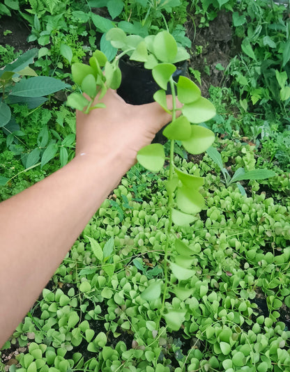 String of Nickels (Dischidia Nummularia) - Versatile Trailing Plant for Home, Office, and Garden Decor - My Store