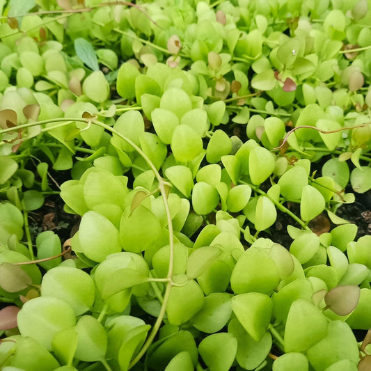 String of Nickels (Dischidia Nummularia) - Versatile Trailing Plant for Home, Office, and Garden Decor – Bare-Rooted