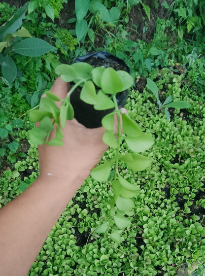 String of Nickels (Dischidia Nummularia) - Versatile Trailing Plant for Home, Office, and Garden Decor - My Store