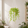String of Nickels (Dischidia nummularia) | Mature Well-Rooted Trailing Succulent Plant