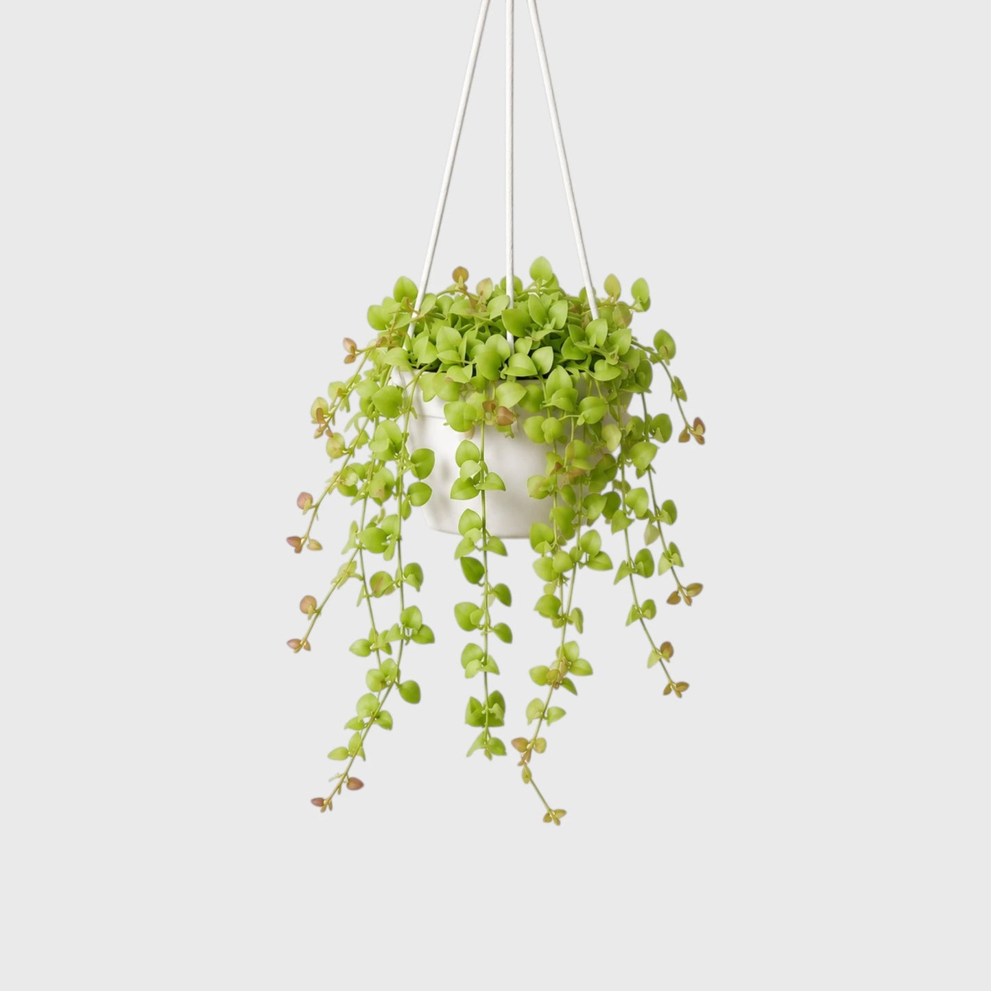 String of Nickels (Dischidia nummularia) | Mature Well-Rooted Trailing Succulent Plant